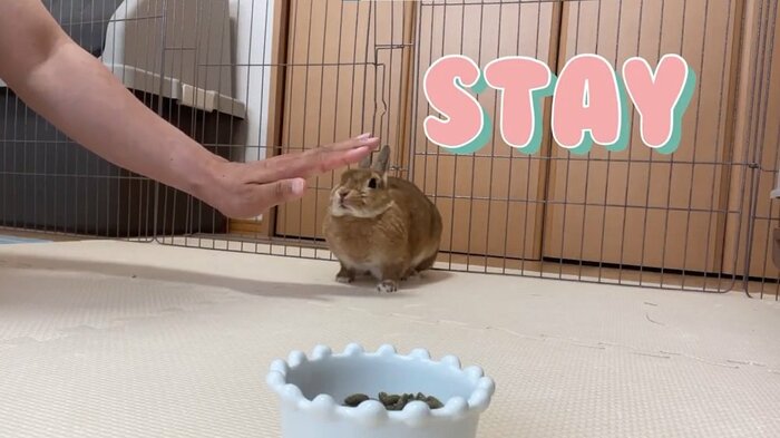 ピシッと止まるむぎちゃん