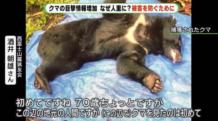 捕獲されたクマ(提供:西富士山麓猟友会)