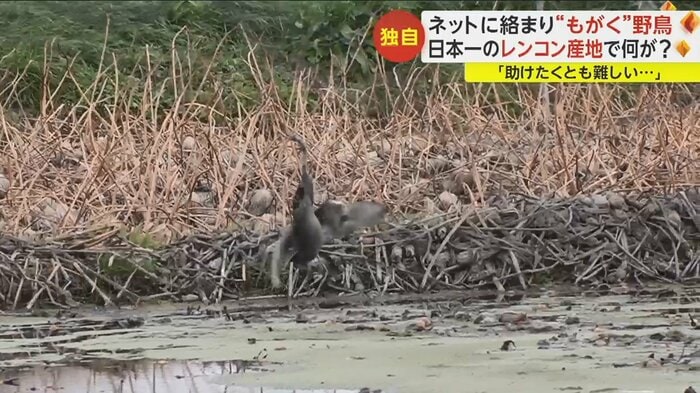 羽をバタバタと動かし、もがく野鳥