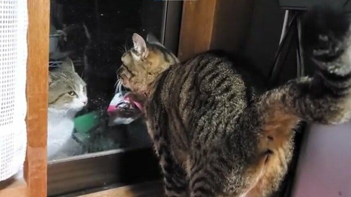 野良猫の登場(投稿画像の撮影日とは別日)