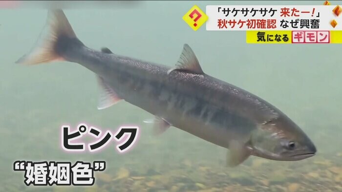 (サケのふるさと千歳水族館)