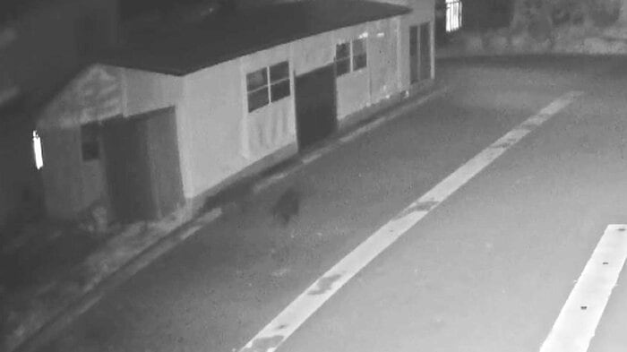 防犯カメラに映ったクマ