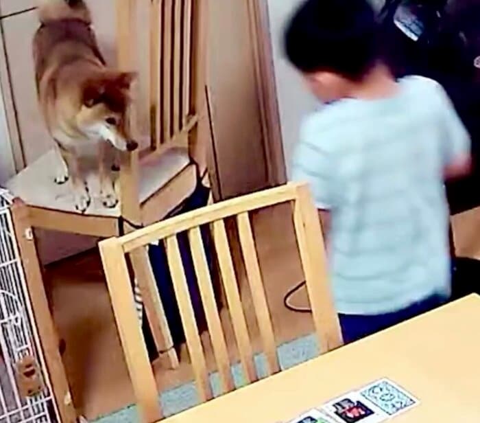 提供:柴犬勇者むぎさん