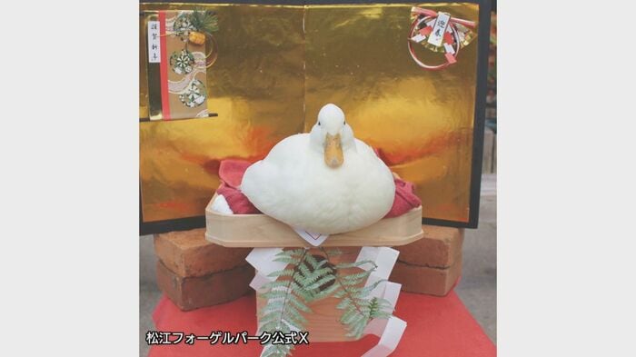 まるで鏡餅！？コールダック