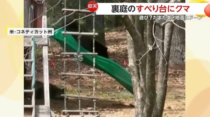 まるで人間のようにすべり台を滑るクマ(SARAH LOVING/TMX)