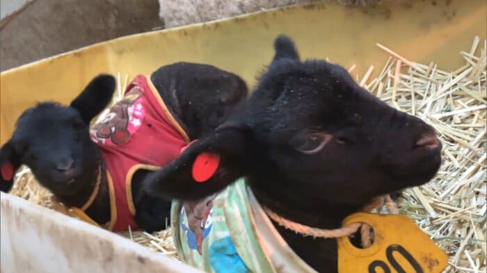 生まれたばかりの羊の赤ちゃん 岐阜県郡上市の「牧歌の里」