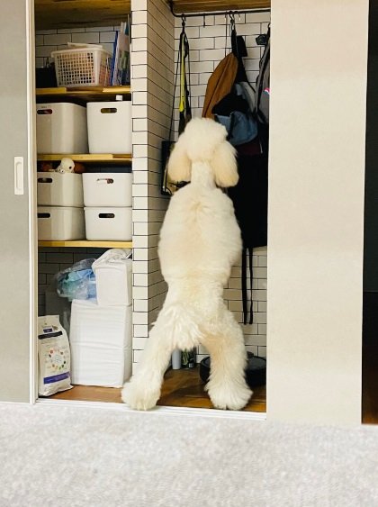 クローゼットも立って物色?