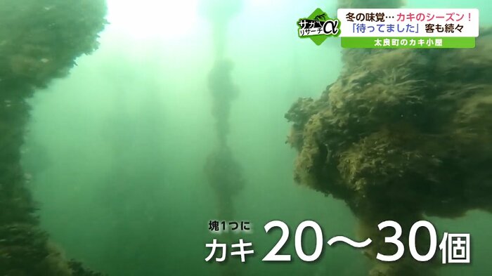 港から船で5分ほどの養殖場で育てられているカキ