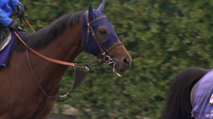 最終追い切りを行うナルカミ