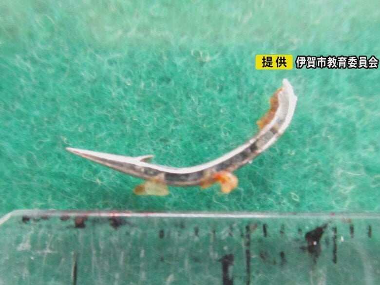 食べた児童が気づき吐き出す…小学校で給食の白身魚フライから『釣り針』か 長さ1.5cmほどの金属が混入｜FNNプライムオンライン