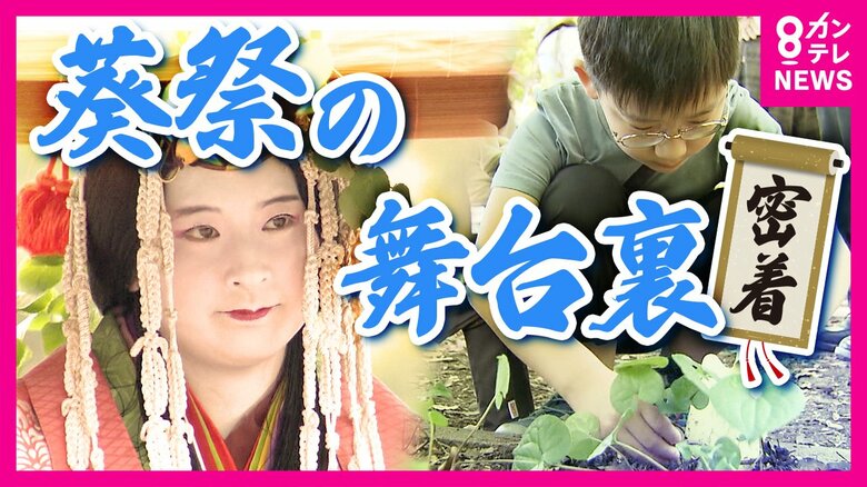京都三大祭りの一つ「葵祭」　 斎王代と平安装束の行列に目が行きがちだが…　実は欠かせない「葵」が激減　危機に瀕した1400年の伝統を守れるか｜FNNプライムオンライン