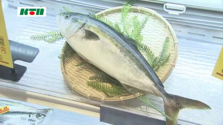 目指すは…長崎から世界進出！「完全養殖」ブリの試食・販売会を長崎市で実施｜FNNプライムオンライン
