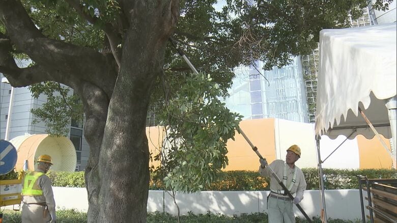 3.3kgの枝が落下し小学生2人ケガ…名古屋の白川公園で市が木々の緊急点検 枯れた疑いのある枝など切り落とす｜FNNプライムオンライン