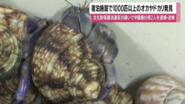 宿泊施設から1000匹以上のオカヤドカリ 奄美大島で中国籍男2人を逮捕、天然記念物の大量密捕獲が明らかに|FNNプライムオンライン