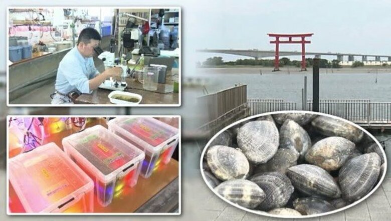 復活のカギは”光”にあり？! 浜名湖特産・アサリ～漁獲量回復へ地元企業の挑戦～【静岡発】｜FNNプライムオンライン
