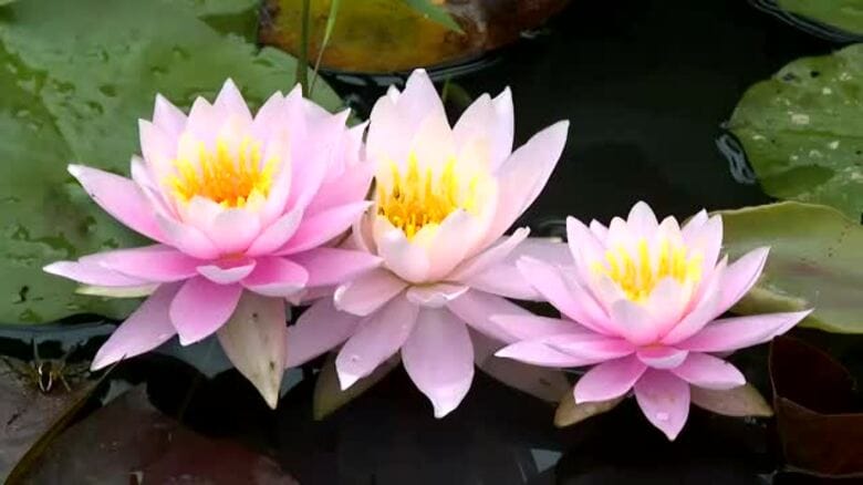 水面を彩るスイレンの花　飯田市で見ごろに　「質素でありながら派手なところが好き」｜FNNプライムオンライン
