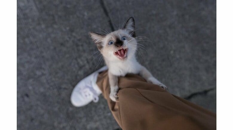 「あの時出会っていなければ」鳴きながら足にしがみついてきた子猫の保護から2年…成長した現在の様子を聞いた｜FNNプライムオンライン