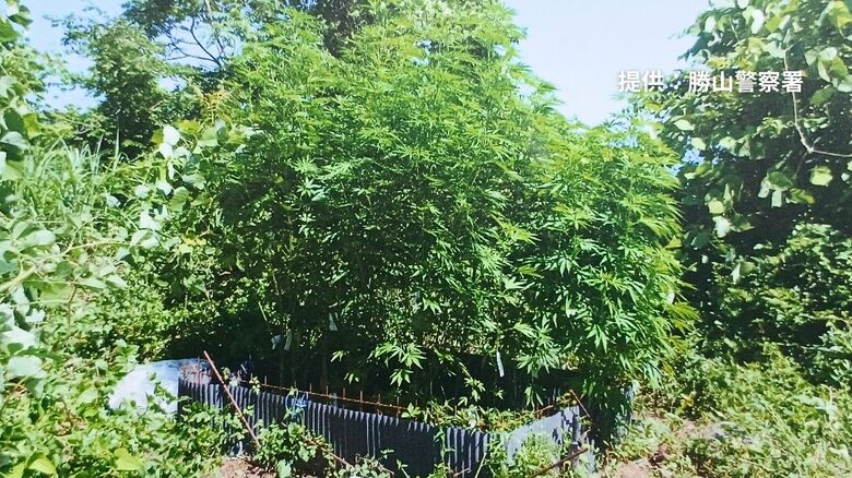 九頭竜川河川敷で大麻草22本を栽培　51歳の男に拘禁刑2年6カ月、執行猶予4年　控訴しない方針｜FNNプライムオンライン