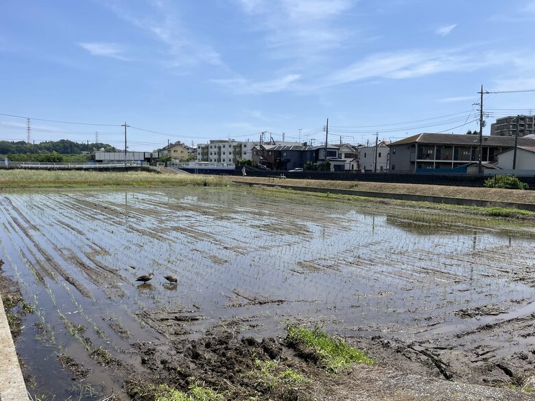 【解説】週末から列島梅雨入りか…西日本、東日本の広い範囲で雨予報「梅雨入り」判断基準はない？｜FNNプライムオンライン
