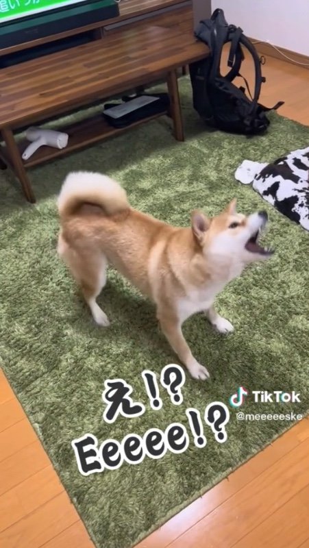 提供：柴犬こちゃんさん