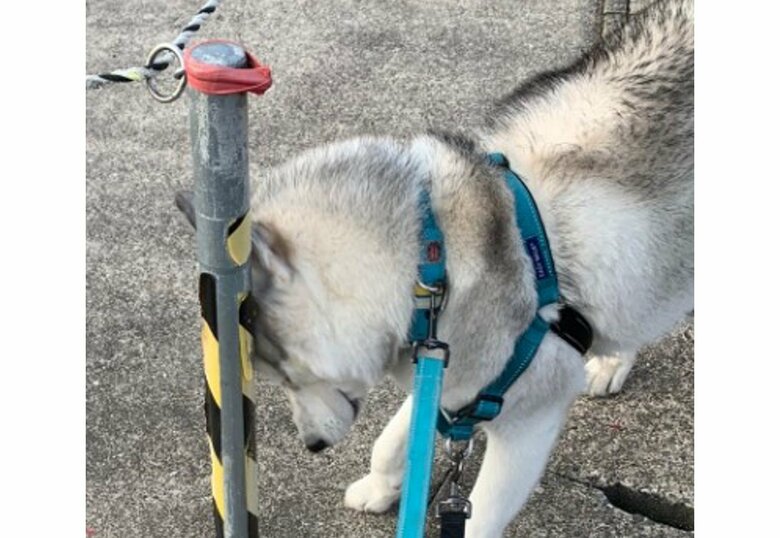 必死に隠れる琥珀くん（提供：misaさん）