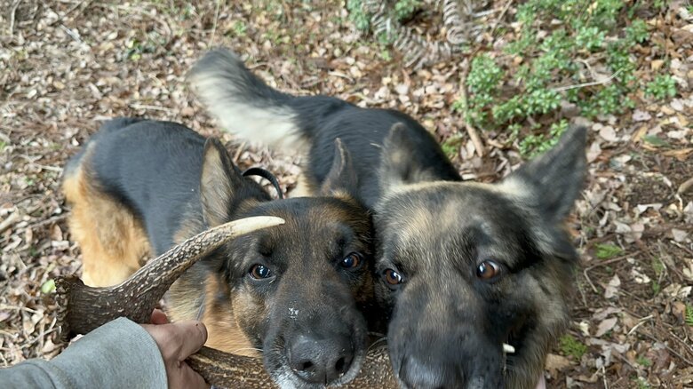 提供：Tobi and Bobi シェパード兄弟犬さん