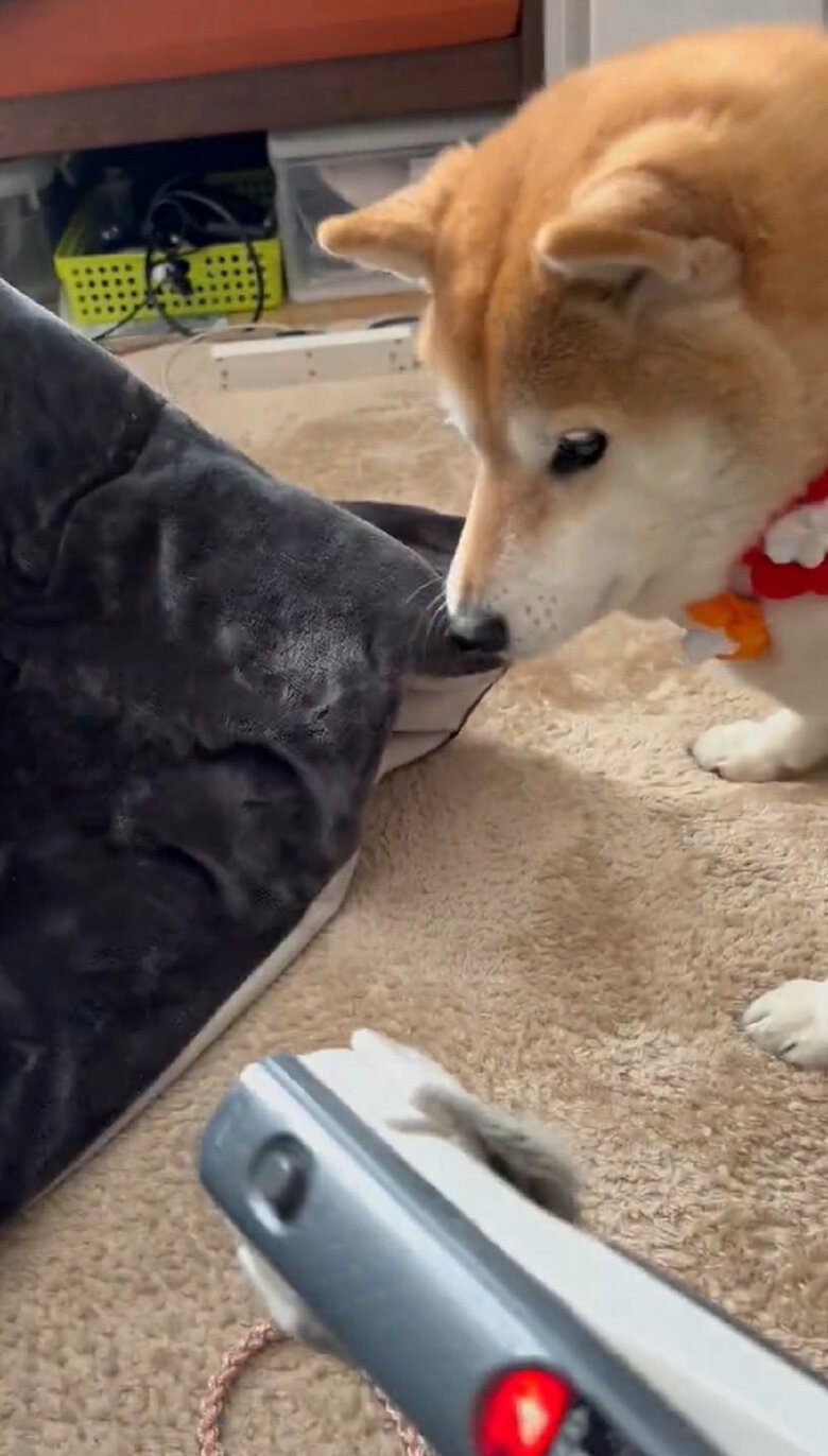 掃除機の先を見つめて訴えるハナちゃん