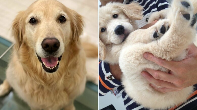 ルーシーちゃんの子犬時代と成長後