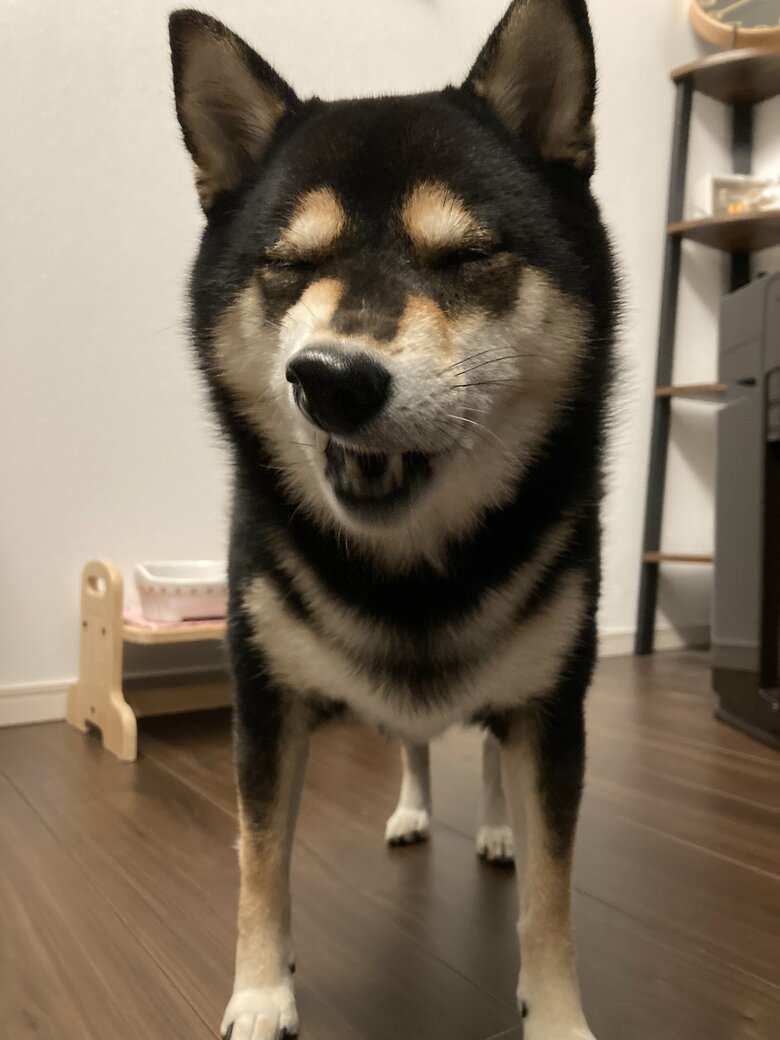 ささみが歯に挟まってしまった