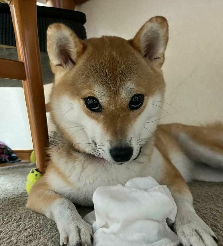 提供：柴犬ゆきちゃん