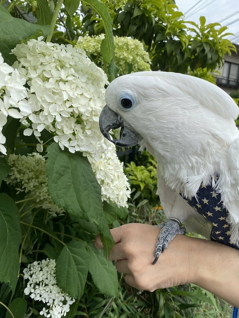 朝の散歩で花を観賞