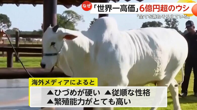 美しさと繁殖能力と近代的な系譜で評価されているウシ