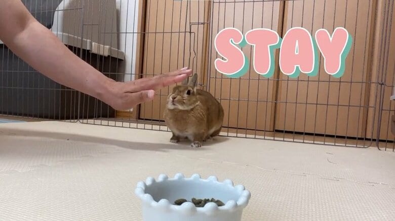 ピシッと止まるむぎちゃん