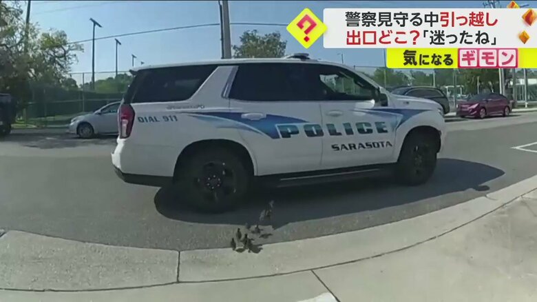 警察官に見守られて公園の池を目指すカモの親子の引っ越しシーン一連画像⑫