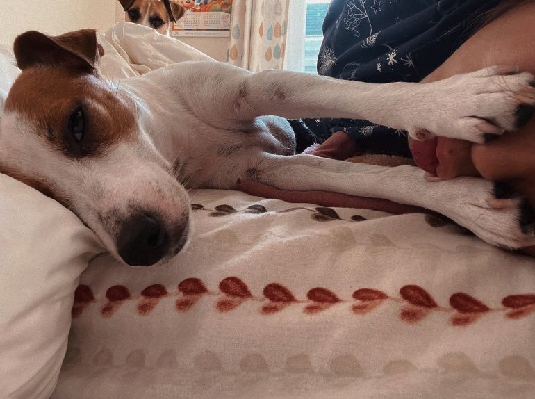 あずきちゃん（提供：あずもなさん）