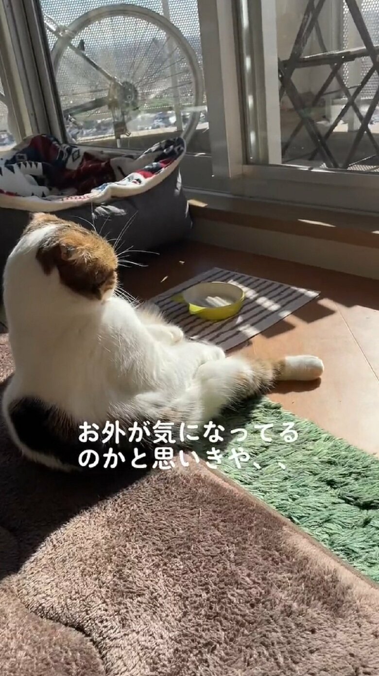 お外が気になっているのかな？