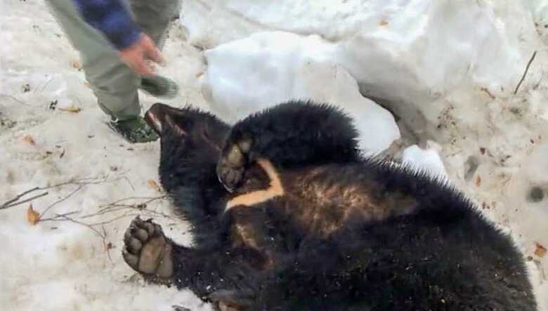 全員の力で大きなクマが捕れた