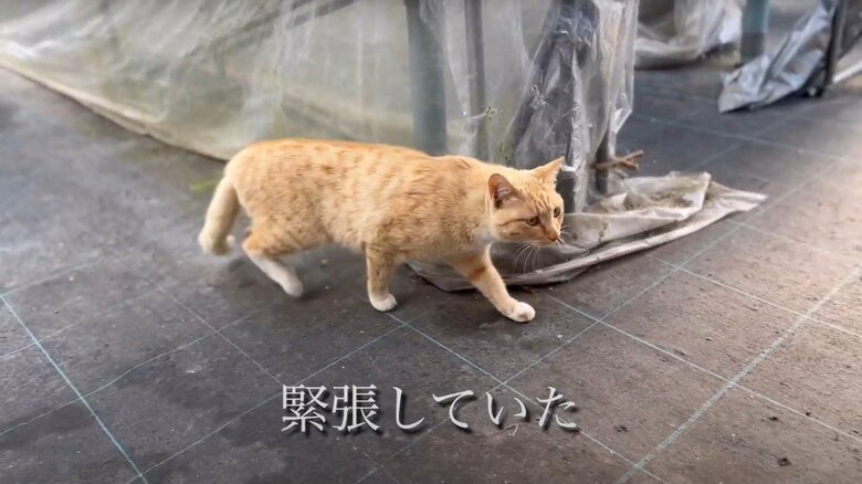 チャミちゃんを迎えるまで（3）