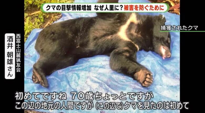 捕獲されたクマ（提供：西富士山麓猟友会）
