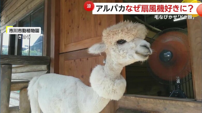 扇風機の風を顔全体で浴び、さらにお口をモグモグしていたマシュちゃん