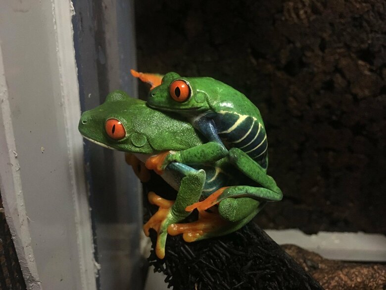 アカメアマガエル