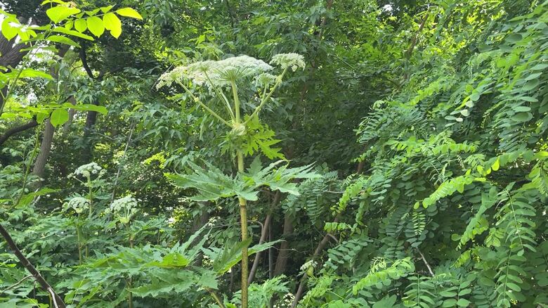 樹液に毒性のある物質が含まれている外来種であることが判明