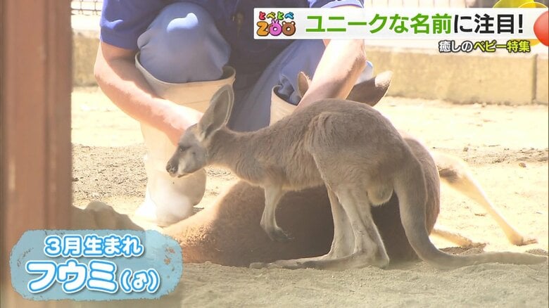 3月に生まれたカンガルーの赤ちゃん・フウミくん