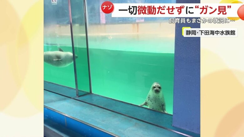 飼育員を”ガン見”するアザラシ