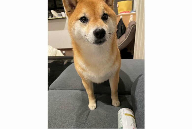提供：赤柴いちさん