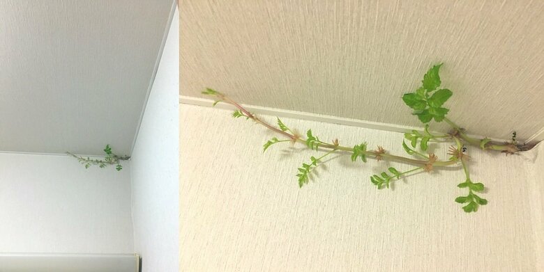発見から10日目（8月17日）