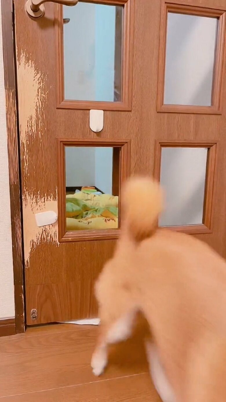 ムックくんも無事に通過できました