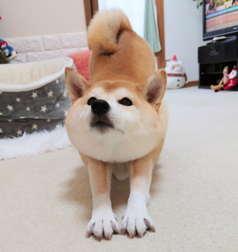 提供：柴犬チャーミーさん