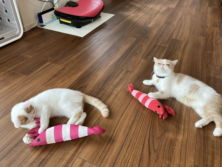 画像提供：エキゾのきなこさん。