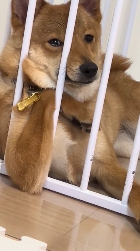 提供：あちさん